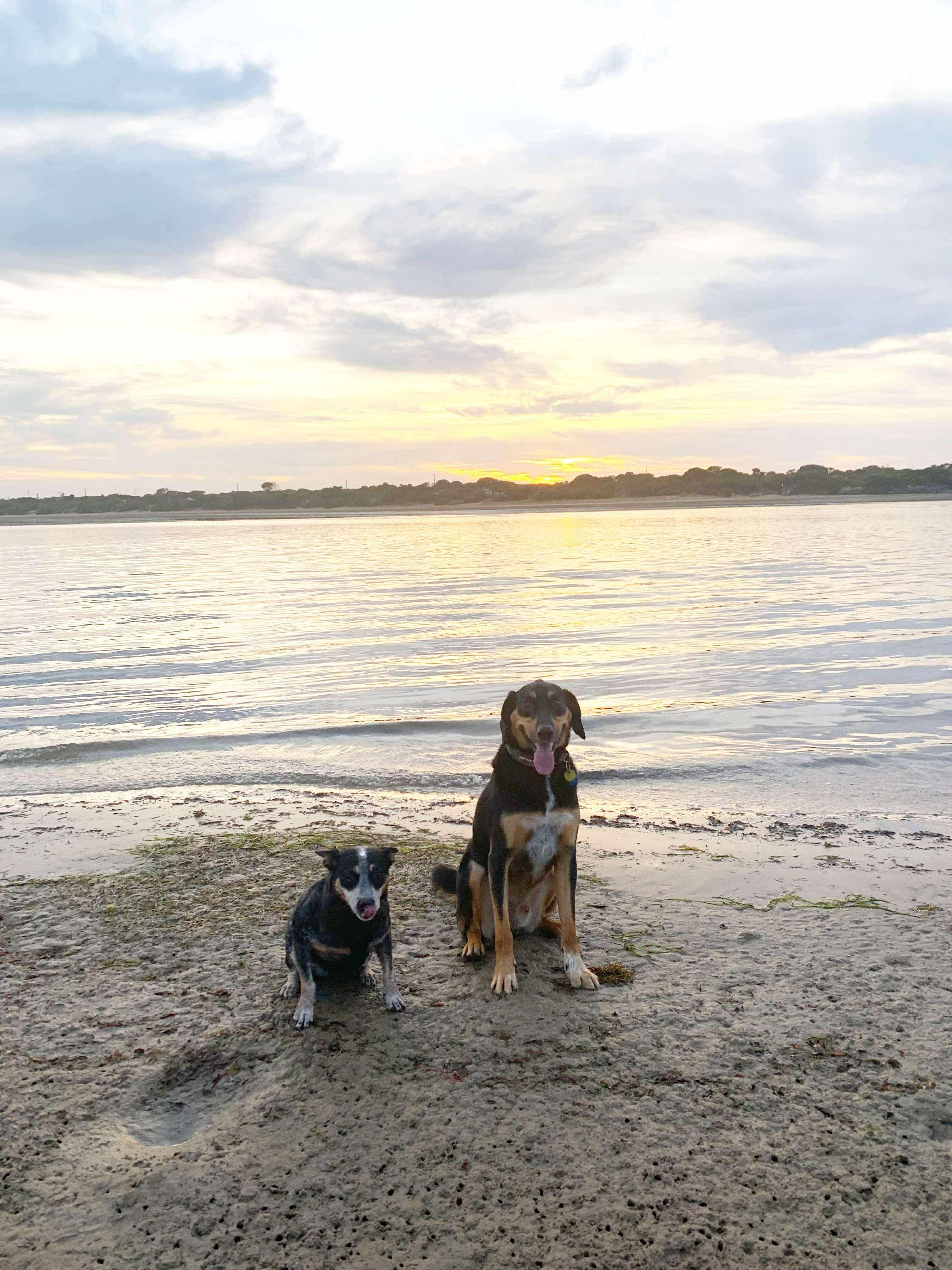 Emily with her two dogs on a camping adventure